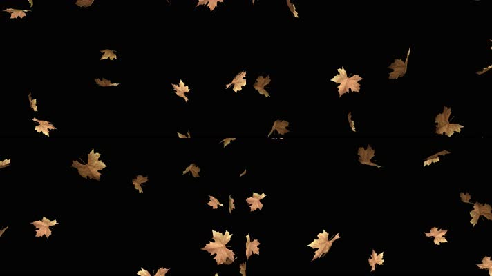 枫叶 落叶 飘落 秋季 