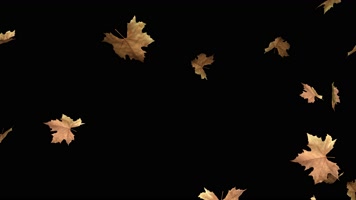 枫叶 落叶 飘落 秋季 