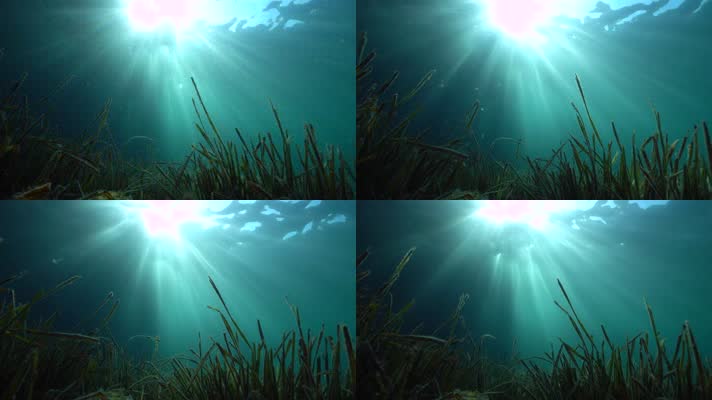 海底水草光线水下