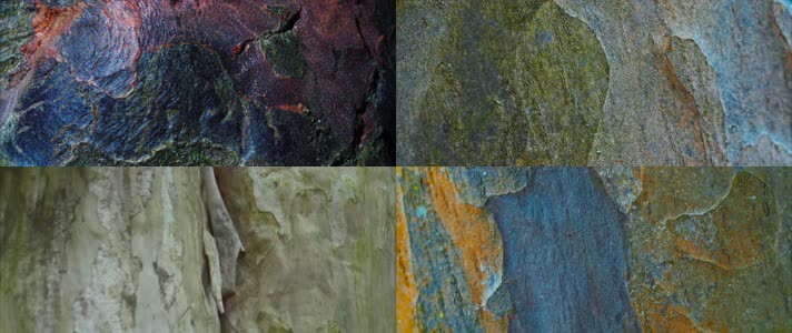 树皮阳光，斑驳闪烁，时光流逝