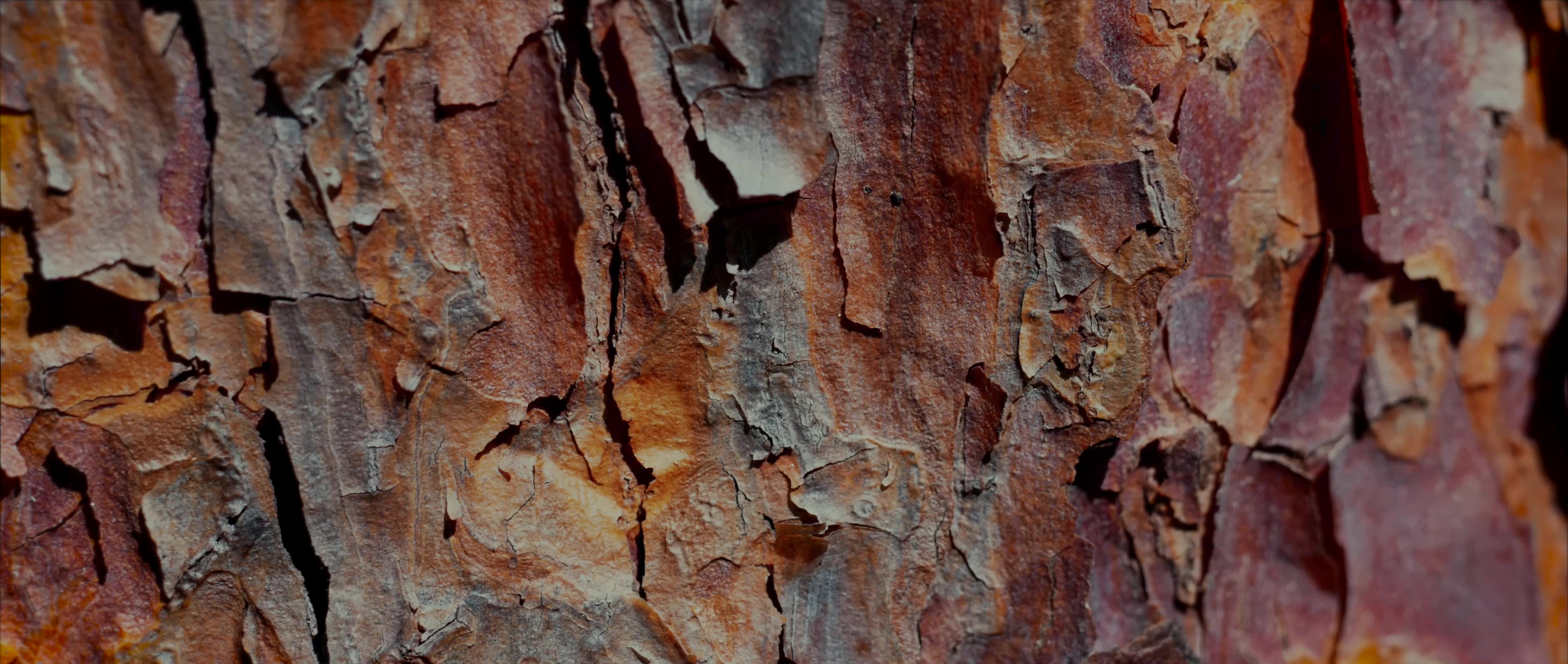 树皮阳光，斑驳闪烁，时光流逝