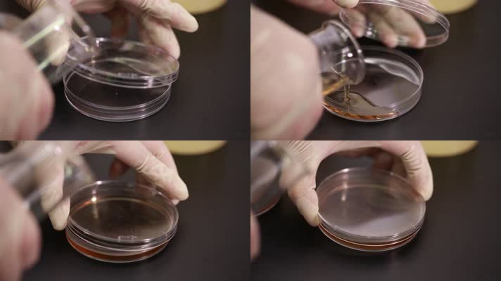 培养皿细菌培养实验菌群 (3)