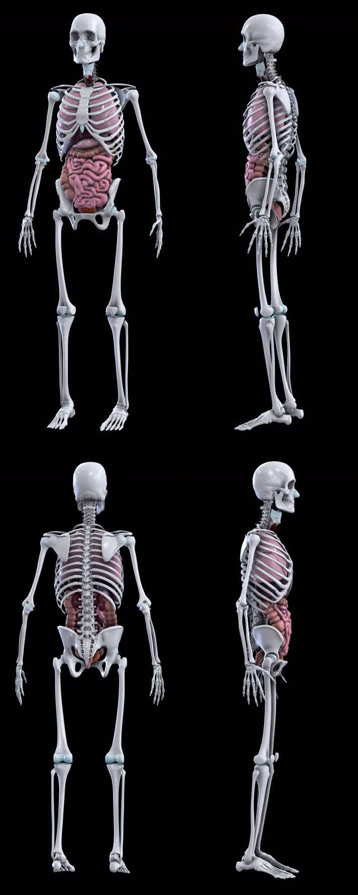 人体模型 人体骨架 解剖  