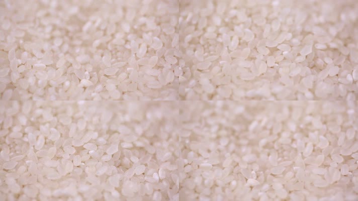 各种大米水稻 (4)