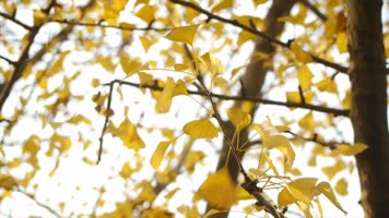 女孩寺庙拜佛许愿视频素材