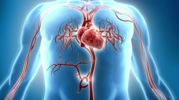 心脏跳动好动脉