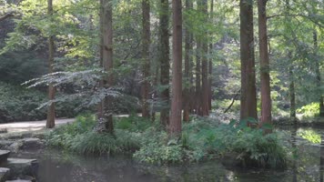 杭州西湖虎跑公园视频素材 杭州西湖虎跑公园视频素材