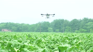 大疆无人机植保喷洒烟草烟田 大疆无人机植保喷洒烟草烟田