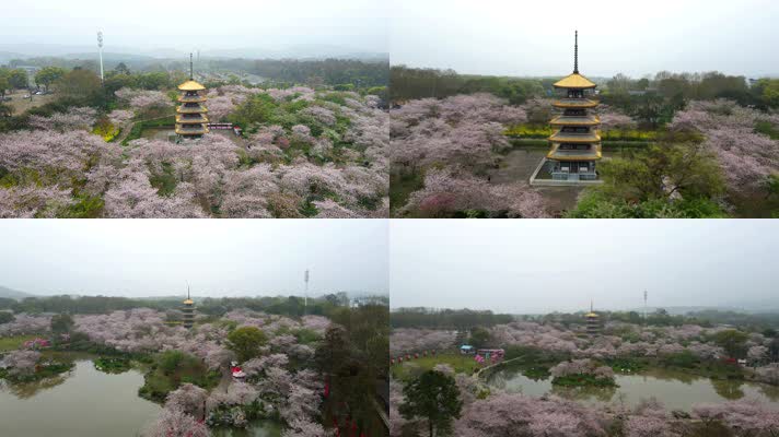 航拍 湖北武汉落在湖樱花园、五重塔