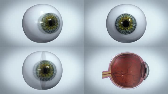 眼睛眼珠三维动画视网膜