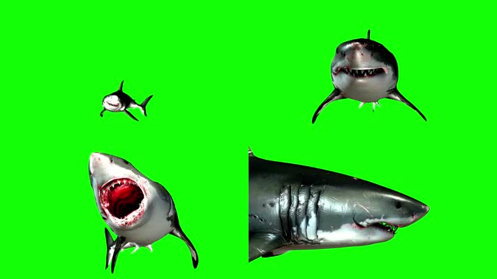 鲨鱼绿屏 (2)