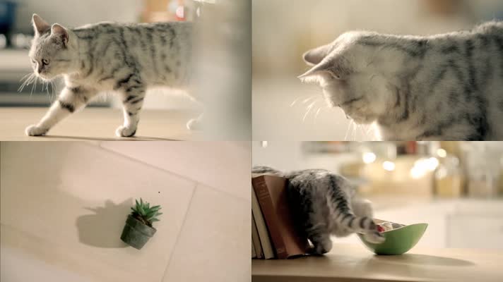 调皮的猫咪摔碎花盆泥土撒在地上