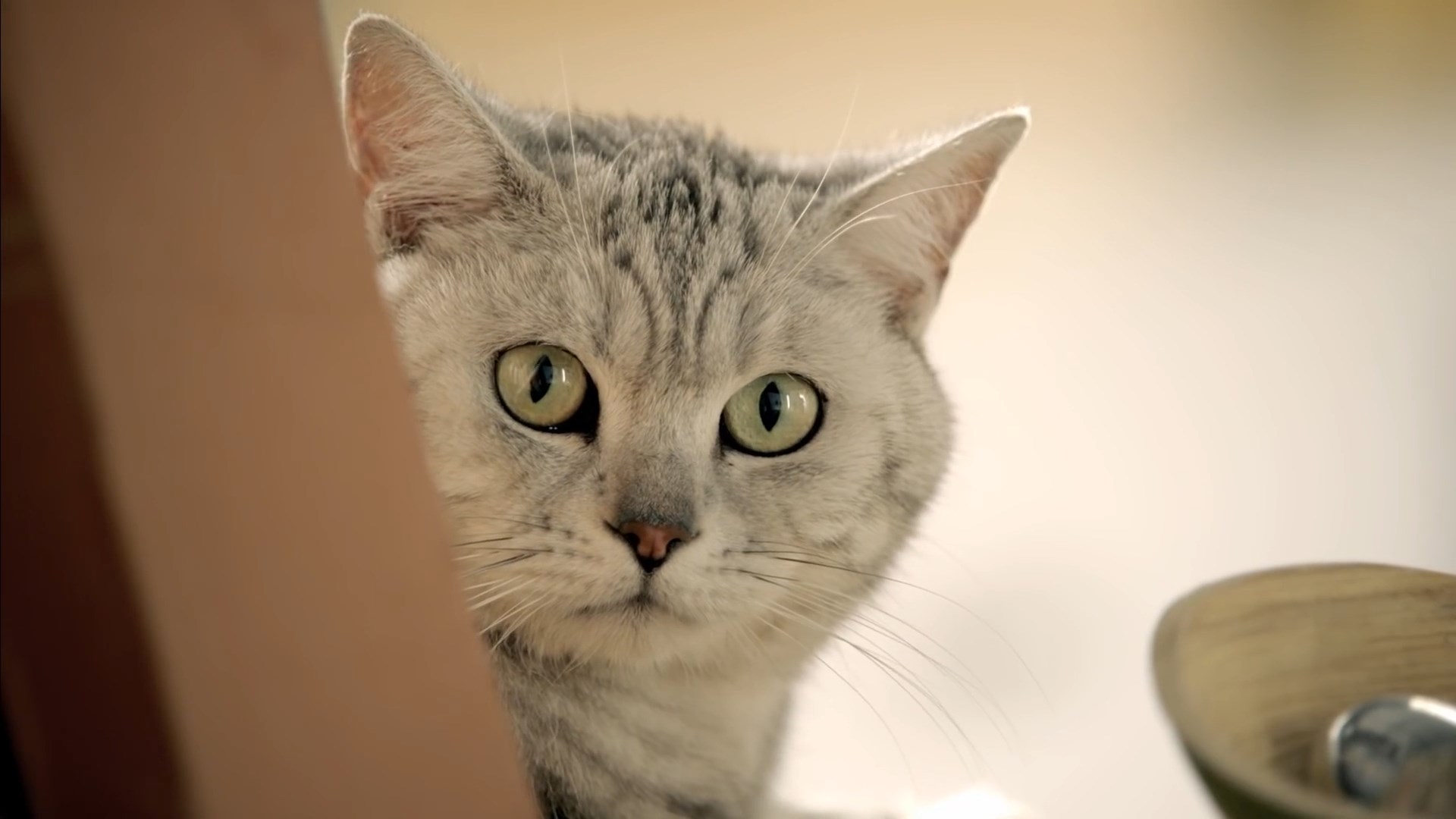 调皮的猫咪摔碎花盆泥土撒在地上