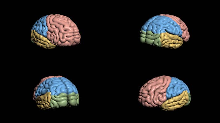 旋转3D人体大脑带透明通道
