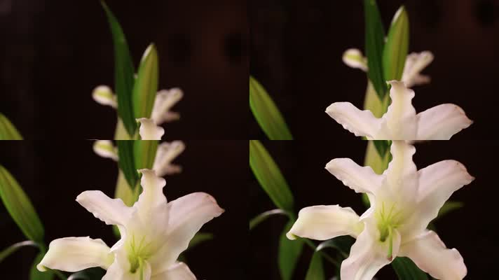 鲜花盛开美丽百合 (4)