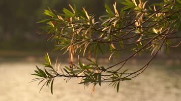 波光粼粼的金色水面