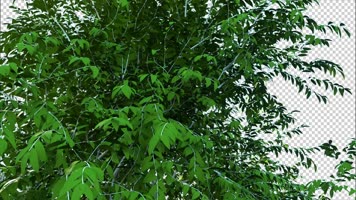 大树摇曳 三维树 树动画 植物动画 树自