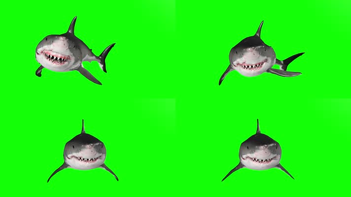 鲨鱼绿屏 (8)