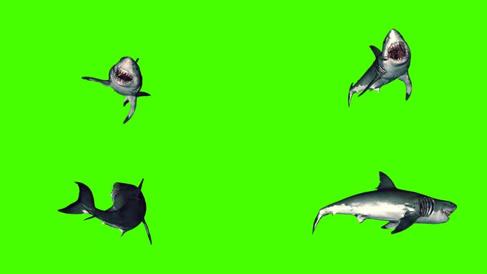 鲨鱼绿屏 (7)