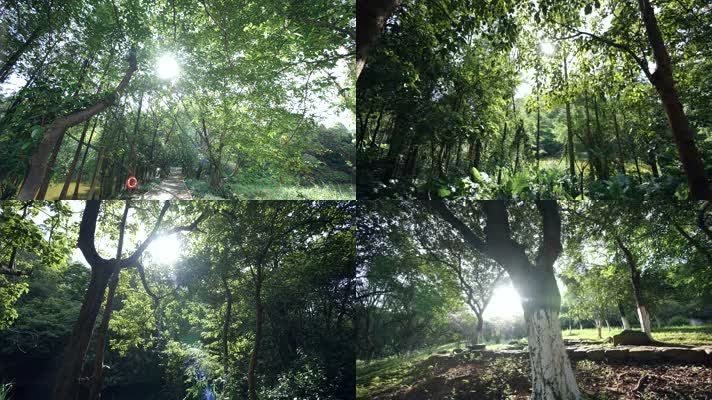 树林阳光透过树叶林荫小道森林公园4k视频