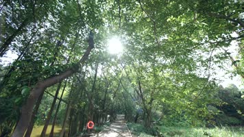 树林阳光透过树叶林荫小道森林公园4k视频