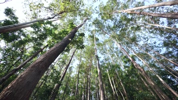 仰拍树林山林树木木材4k视频素材