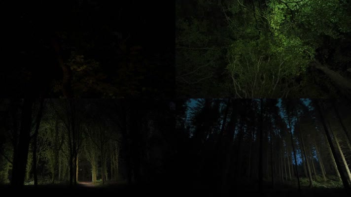 夜色中的森林