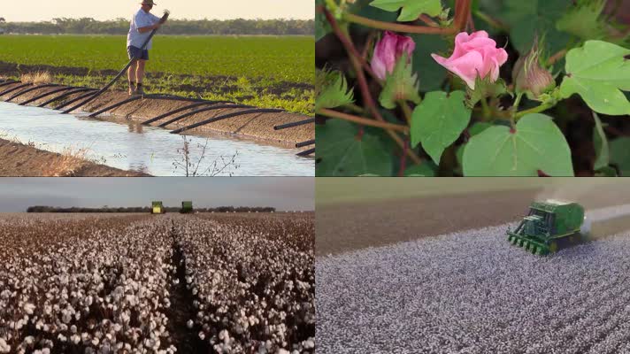棉花种植 灌溉 成熟 收割