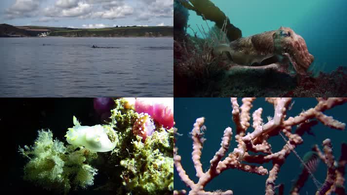 水下世界种类繁多海洋生物