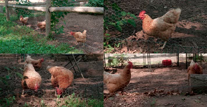农村庭院养鸡