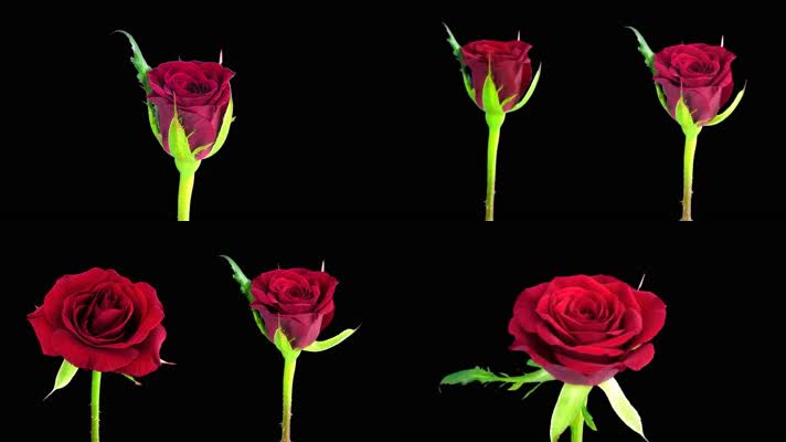 4k实拍延时红玫瑰开花过程视频素材