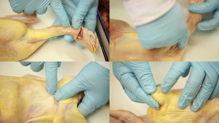 医生手术刀解剖拆分禽类鸡免疫系统 (24
