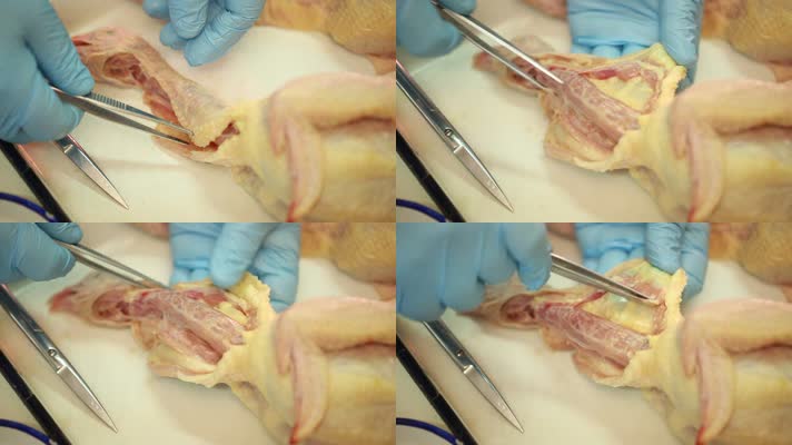 医生手术刀解剖拆分禽类鸡免疫系统 (8)