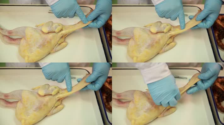 医生手术刀解剖拆分禽类鸡免疫系统 (22