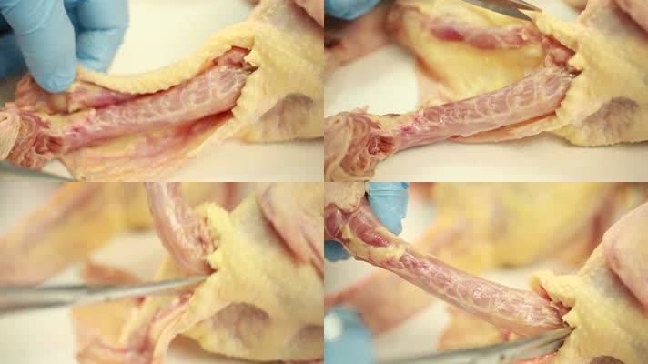 医生手术刀解剖拆分禽类鸡免疫系统 (14