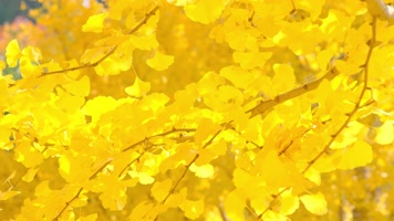 唯美银杏枫叶树叶秋天落叶飘落秋意秋韵空镜