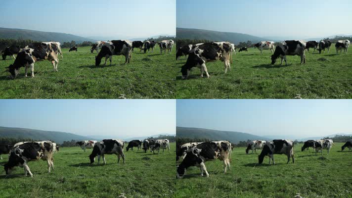 奶牛牧场牛在山坡吃草