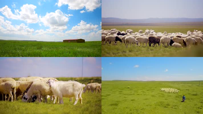 1080P 草原羊群