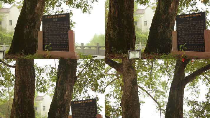 墓碑与百年大树
