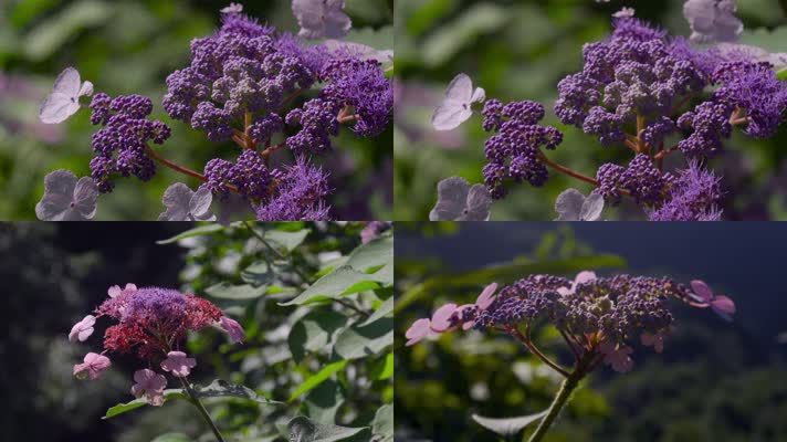 4k紫色山花视频夏季山坡紫红色小花特写