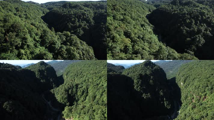 4k原始森林视频中国西南植被丰茂山区