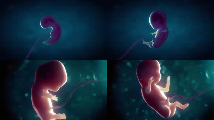 胎儿发育医学三维动画