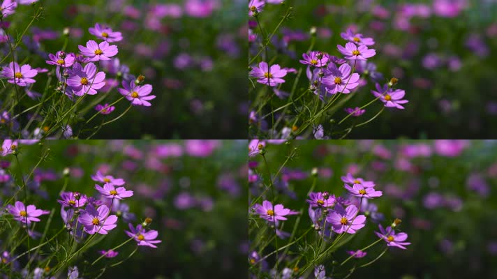 紫色小花随风摆动