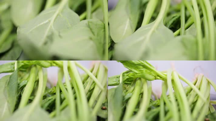 绿叶叶子菠菜叶子蔬菜 (3)
