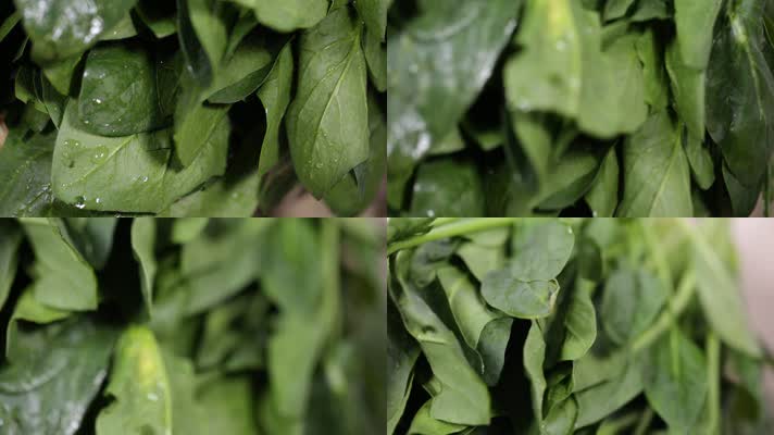 绿叶叶子菠菜叶子蔬菜 (4)