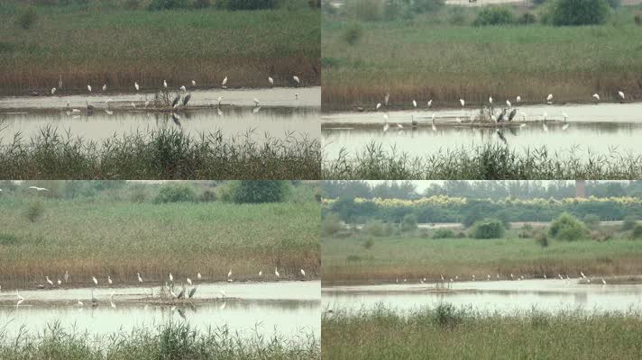 湿地保护鸟类白鹭