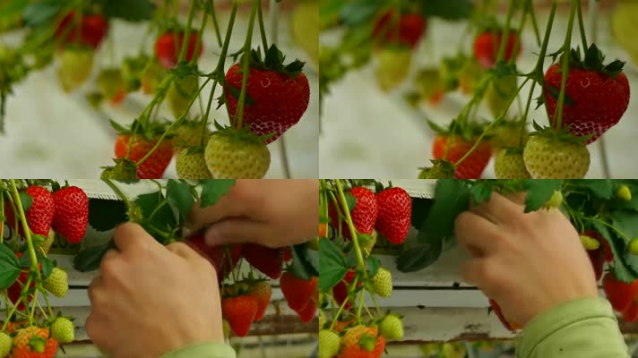 草莓特效草莓采摘