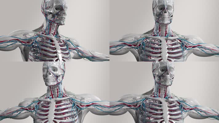 人体骨骼动脉血管三维动画