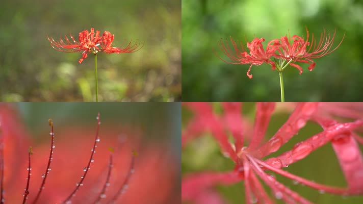 石蒜 石蒜花 彼岸花开 凄美之花 石蒜 石蒜花 彼岸花开 凄美之花