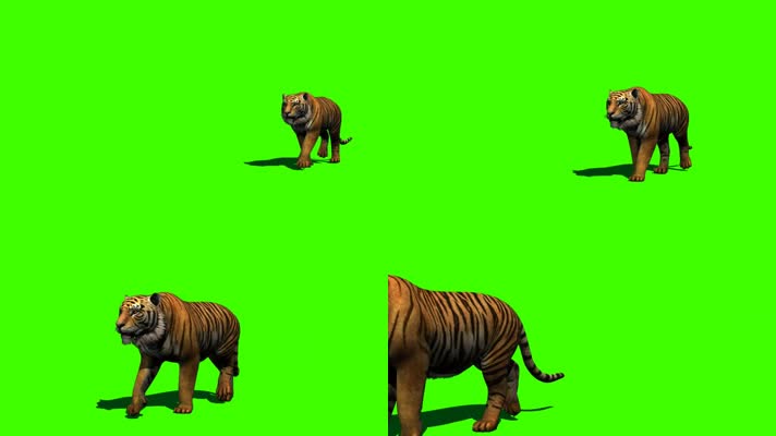 老虎行走绿屏抠像